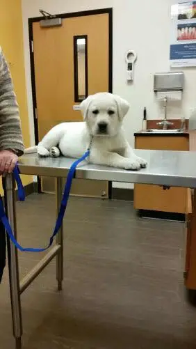 White English Labrador Puppy on table