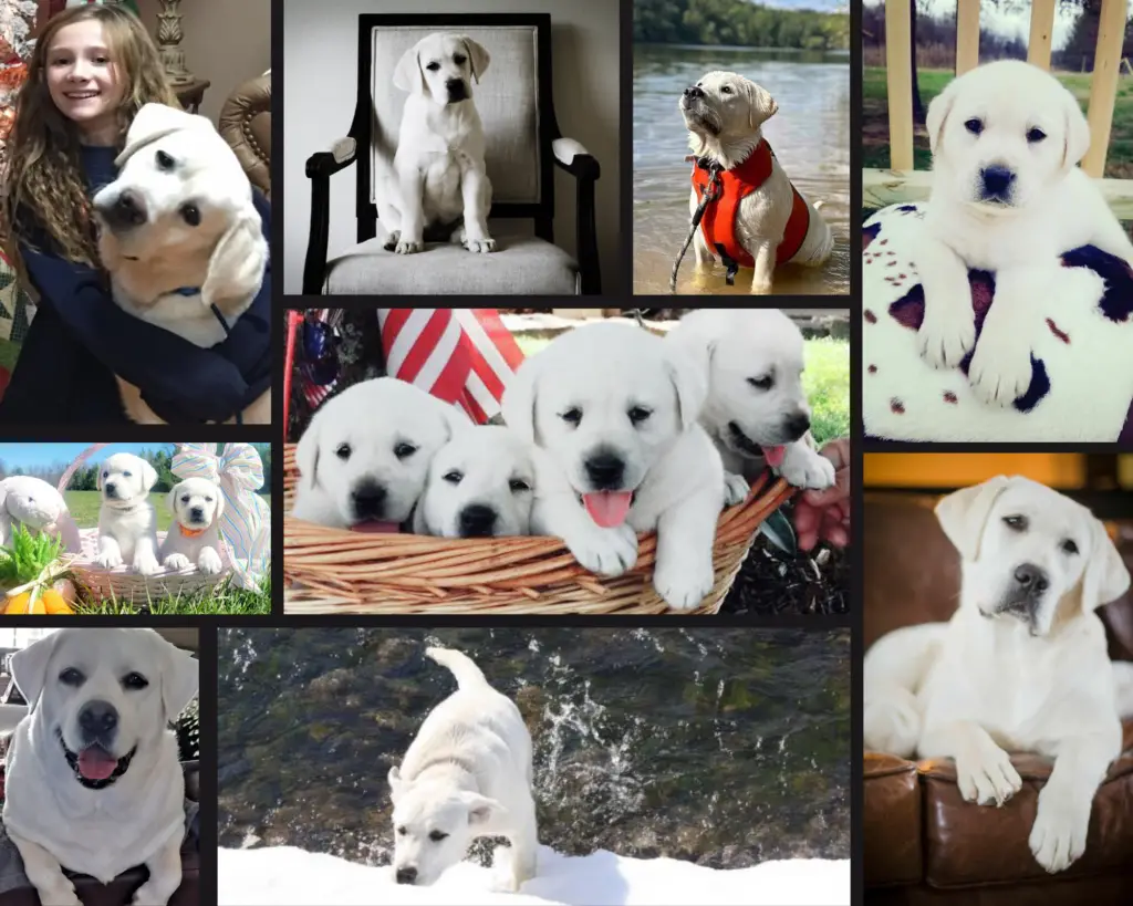 Photo Collage of White English Labrador Puppies