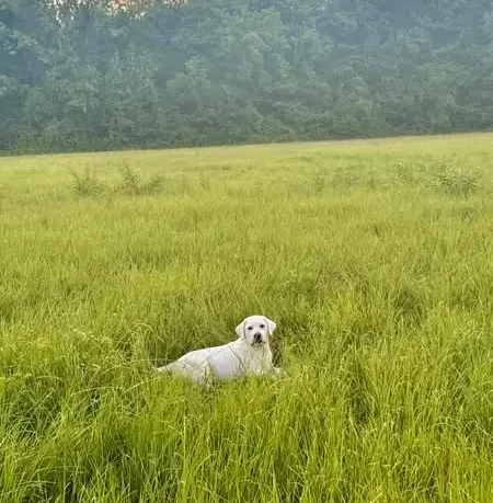White Labrador laying in a meadow