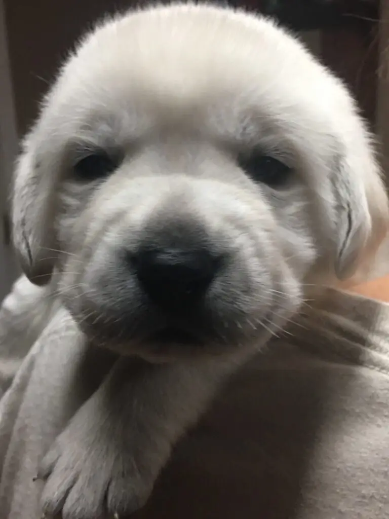 3 week old polar white labrador close-up looking directly at you