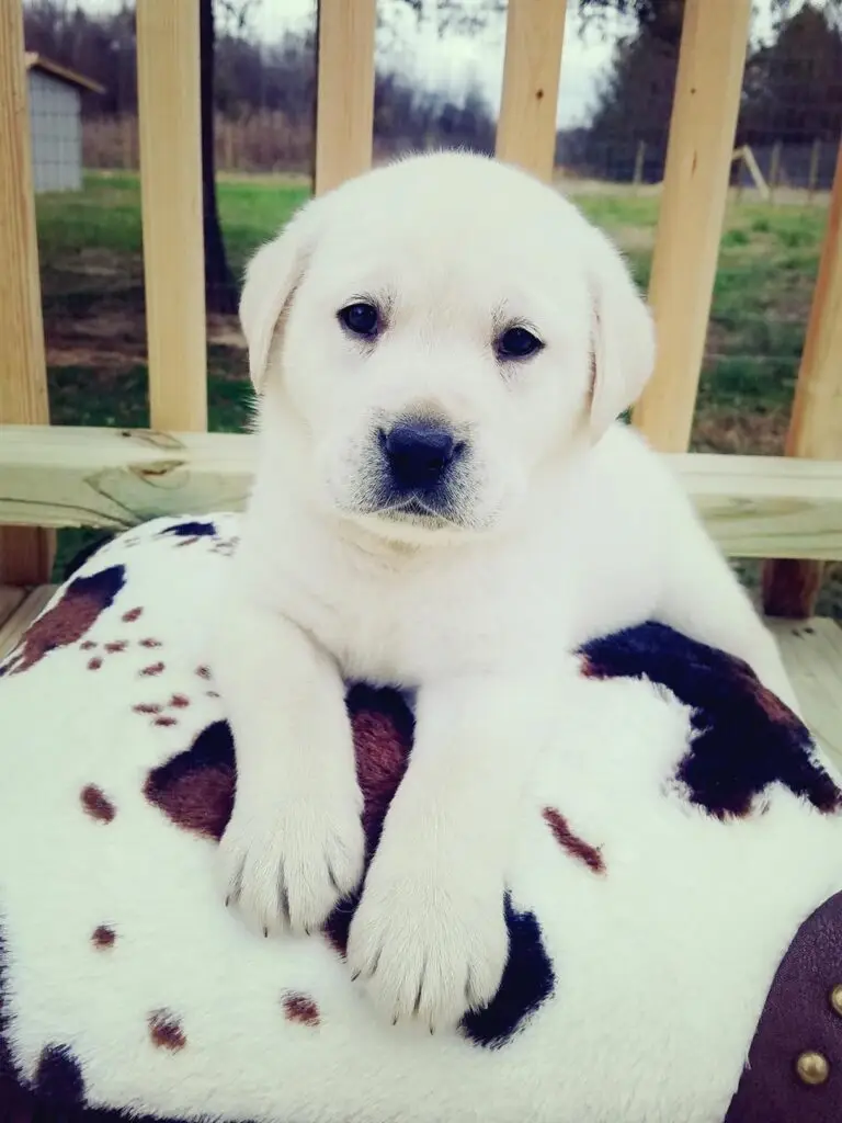 White Labrador Pup on cowhide pillow