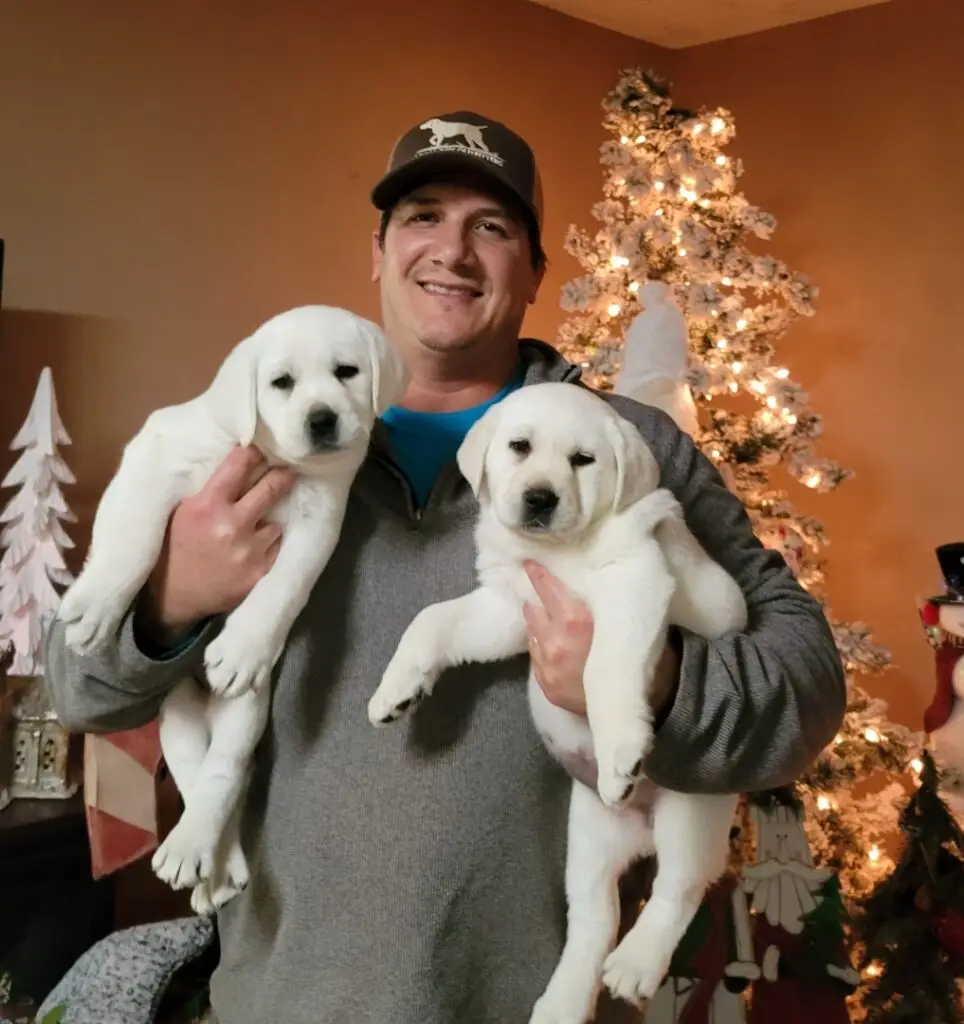 White Labrador Breeder holding two English Lab puppies