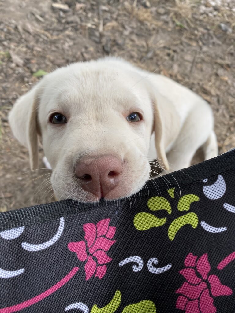 White Lab puppy chewing on a lawn chair