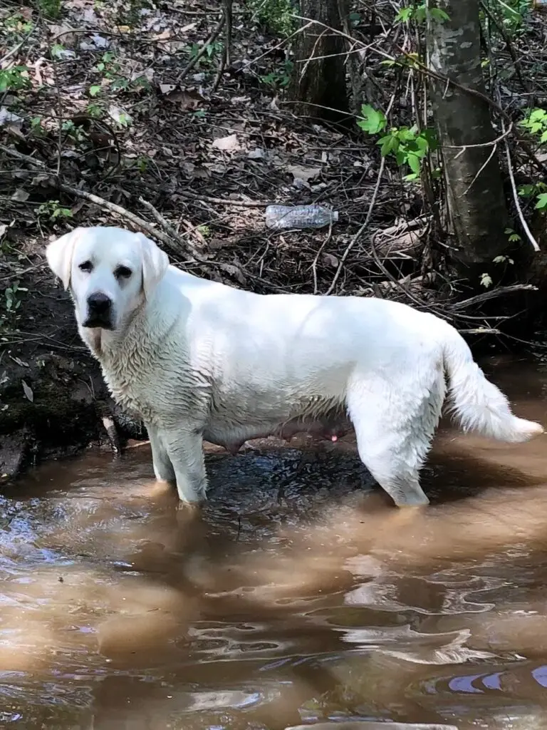 White Labrador standing in creek