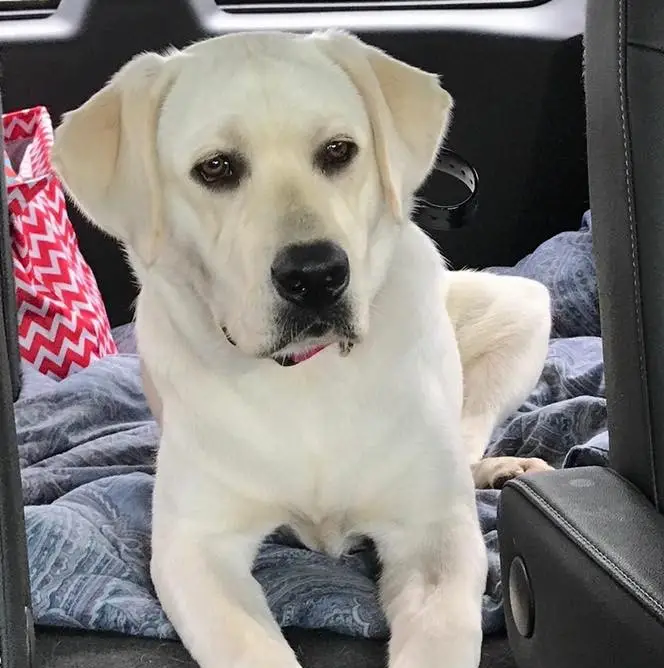 White Labrador Training