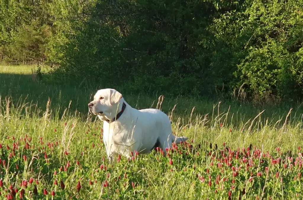 White Labrador in a field of red clover