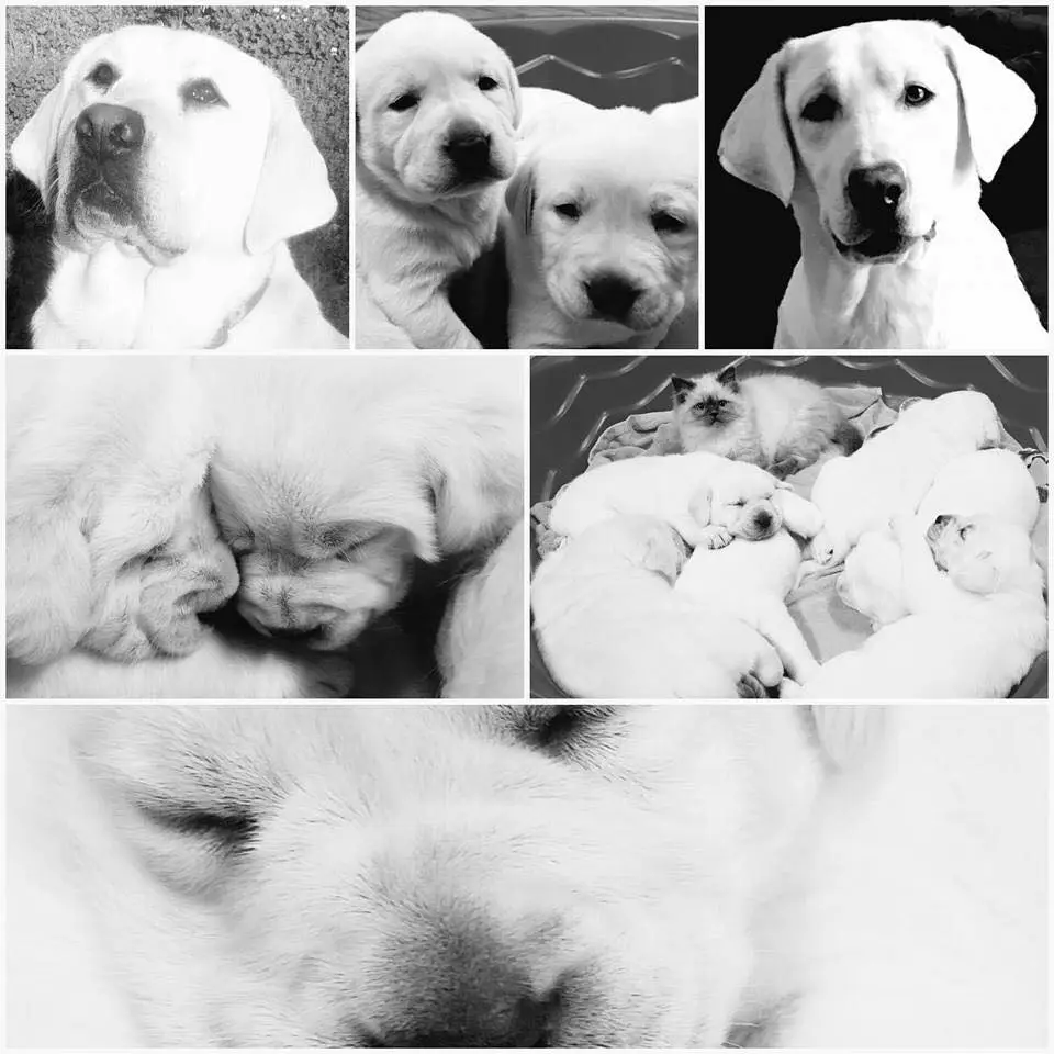 White Labrador Puppies