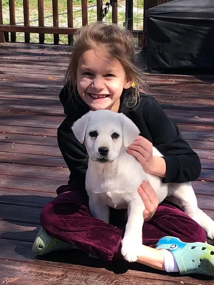 Young girl Mia holding Tiny Bea, a 9-week-old white Labrador Retriever puppy, during early socialization at Polar White Labs